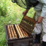 養蜂業を壊滅させる蜂群崩壊症候群とは？ド素人のミツバチ奮闘記